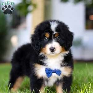 Rusty, Mini Bernedoodle Puppy